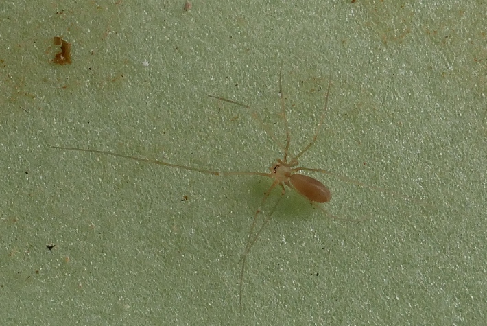 Pholcus phalangioides - Sassoferrato (AN)